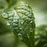 Live Calm Essential Oil Set