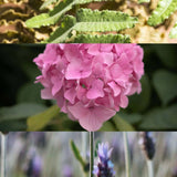 Breathe, Live & Rest Calm Blended Essential Oils